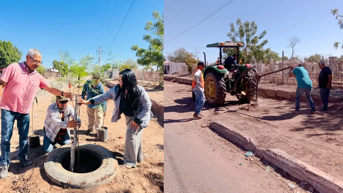 Reforestan los alrededores del panteón de Pueblo Yaqui