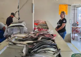 Se escasea el pescado en Cajeme
