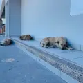 Así puedes prevenir golpes de calor en mascotas