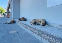 Así puedes prevenir golpes de calor en mascotas