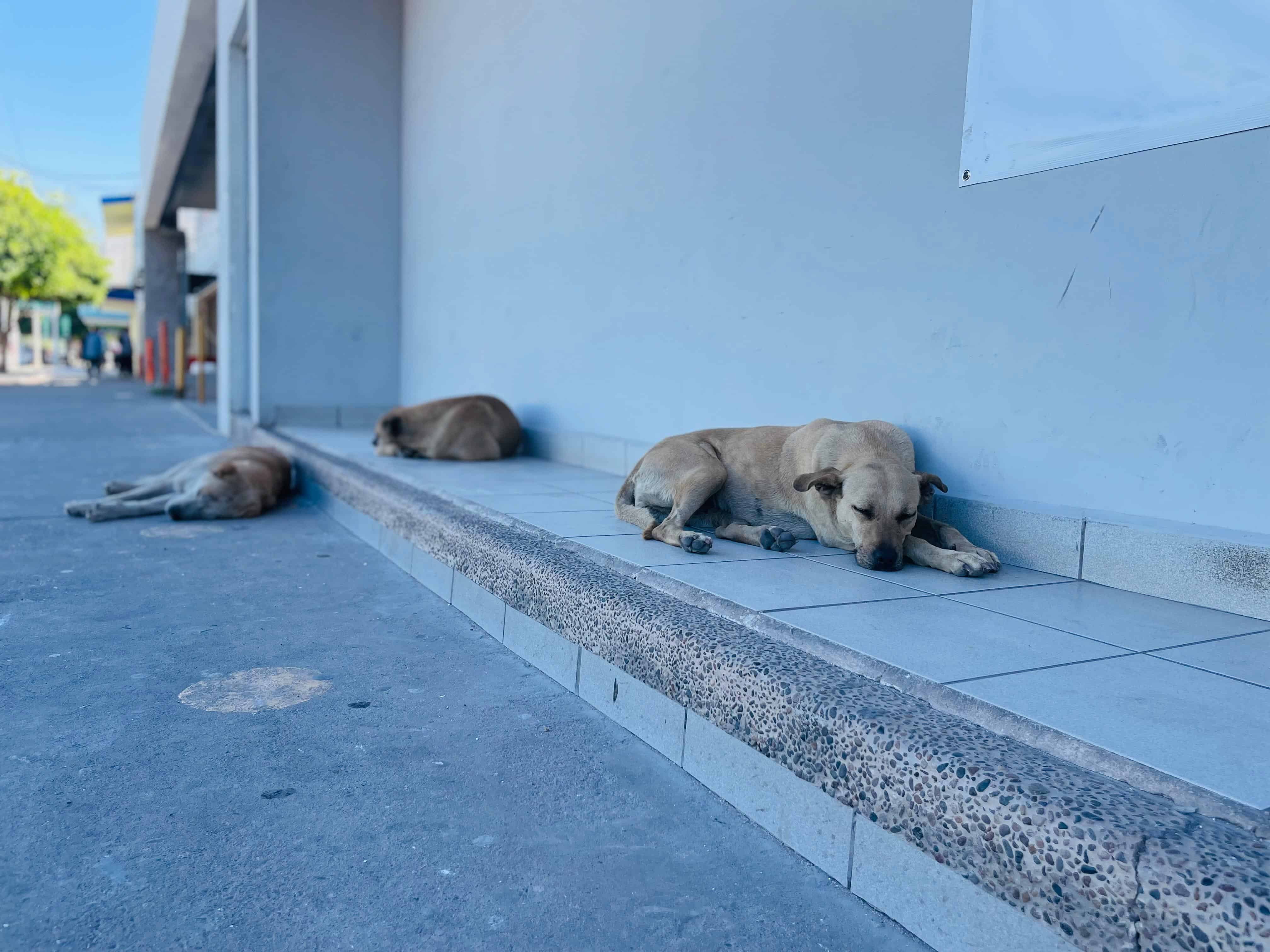 Así puedes prevenir golpes de calor en mascotas