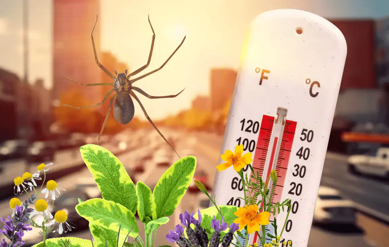 Tres plantas para ahuyentar a la araña violinista en la ola de calor