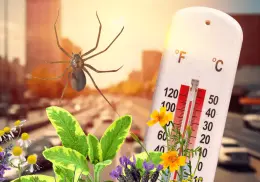 Tres plantas para ahuyentar a la araña violinista en la ola de calor