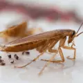 3 lugares poco comunes donde se esconden las cucarachas y cómo limpiarlos