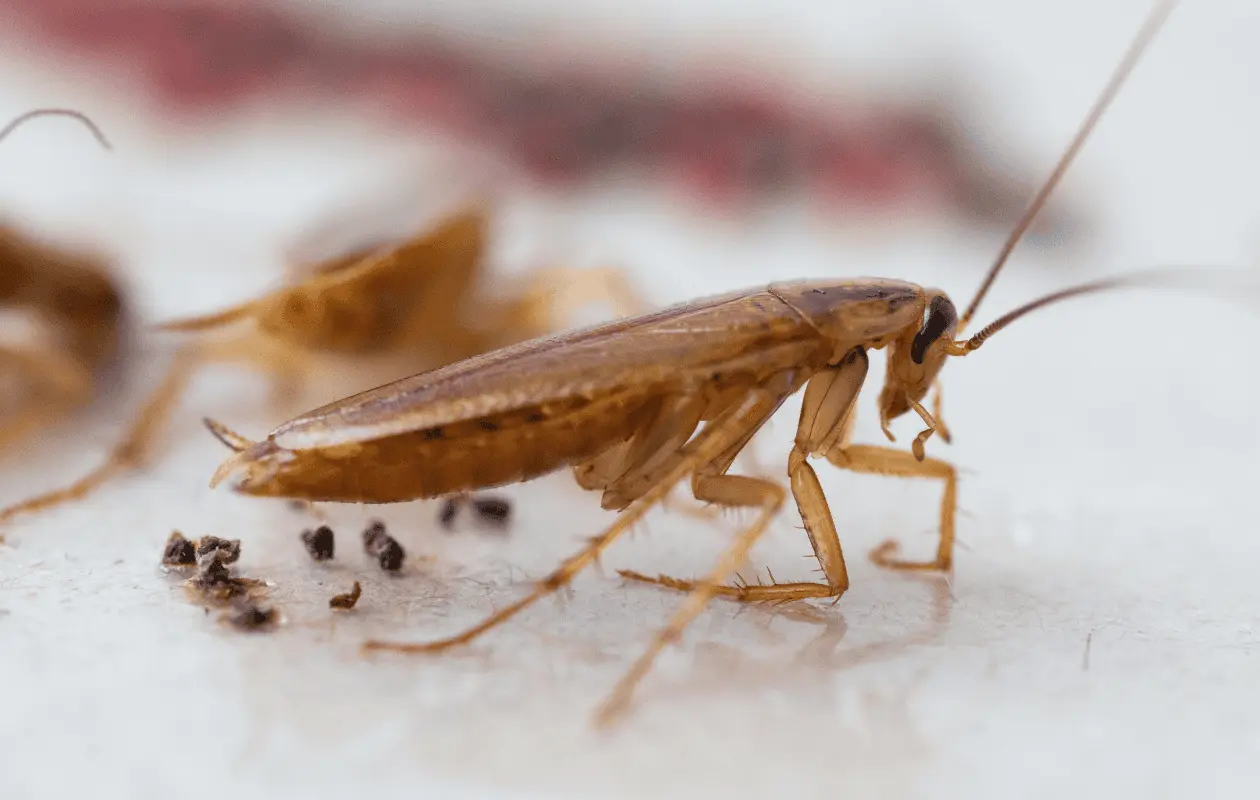 Estos animales buscan lugares secos para poner sus huevecillos.