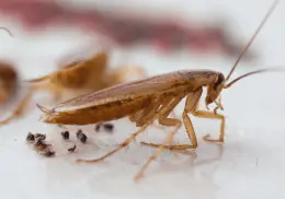3 lugares poco comunes donde se esconden las cucarachas y cómo limpiarlos