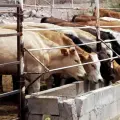 Continúa el ganado varado en la frontera