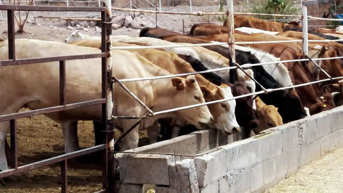 Continúa el ganado varado en la frontera