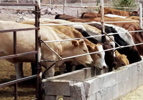 Continúa el ganado varado en la frontera