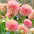 Esta flor de México baja los triglicéridos y te ayuda con la digestión. ¡Chécala!