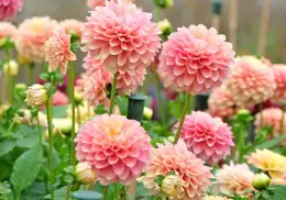 Esta flor de México baja los triglicéridos y te ayuda con la digestión. ¡Chécala!