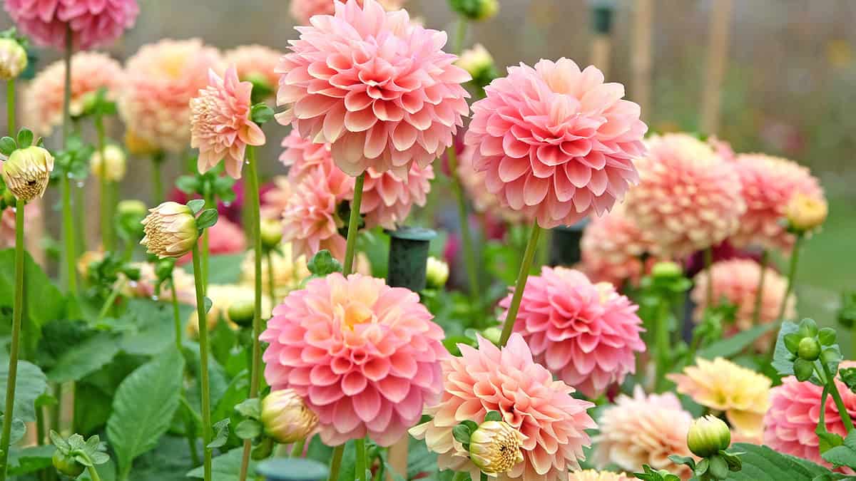 Esta flor de México baja los triglicéridos y te ayuda con la digestión. ¡Chécala!