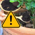 ¡Cuidado con el café usado! estas 3 plantas no lo soportan y podrían dañarlas