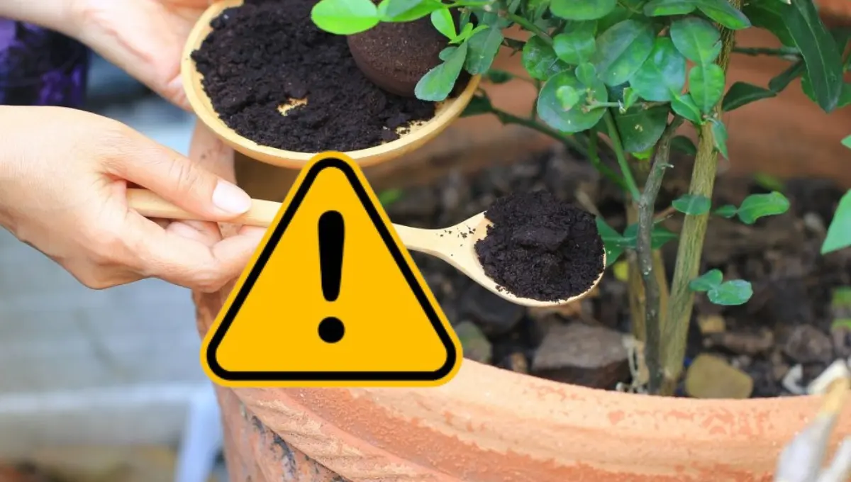 Estas 3 plantas no soportan el café usado y podría dañarlas. Foto: Original