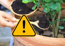 ¡Cuidado con el café usado! estas 3 plantas no lo soportan y podrían dañarlas