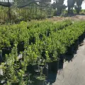 Donan árboles para un Cajeme más verde 