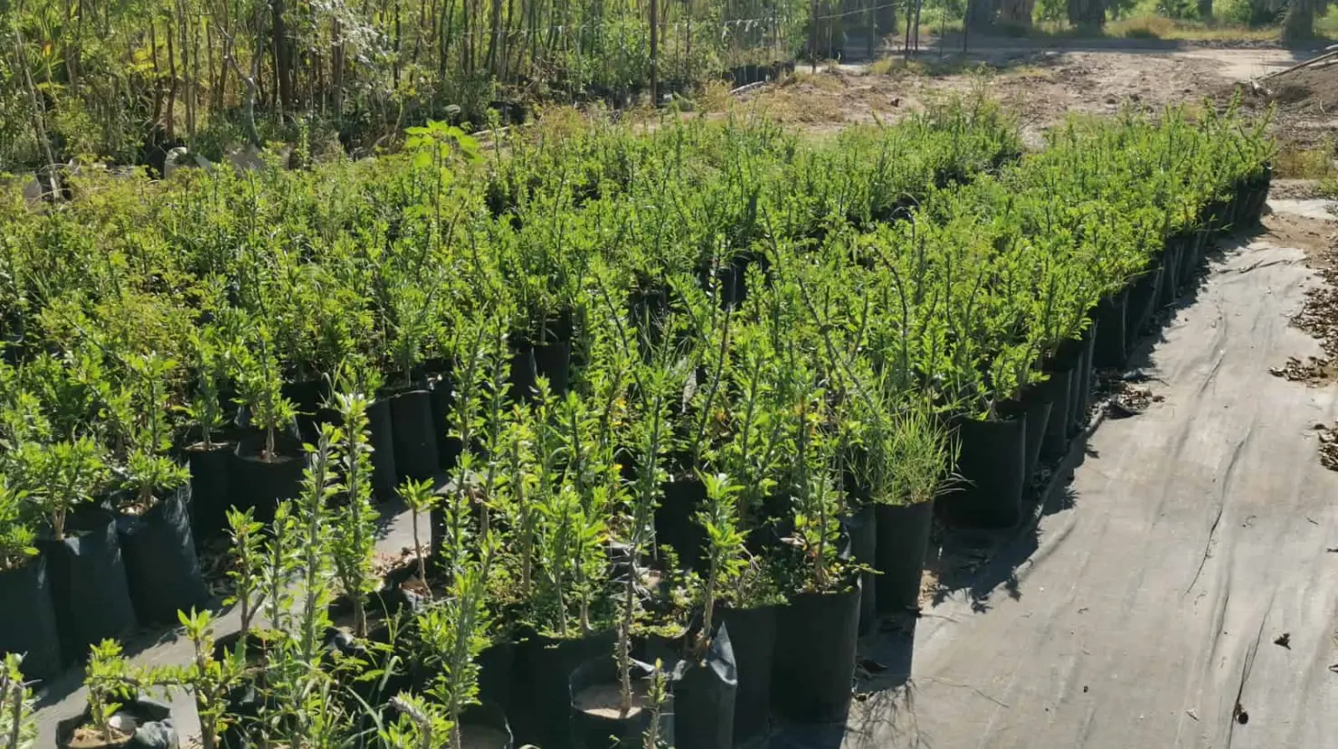 Donan árboles para un Cajeme más verde 