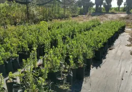 Donan árboles para un Cajeme más verde 