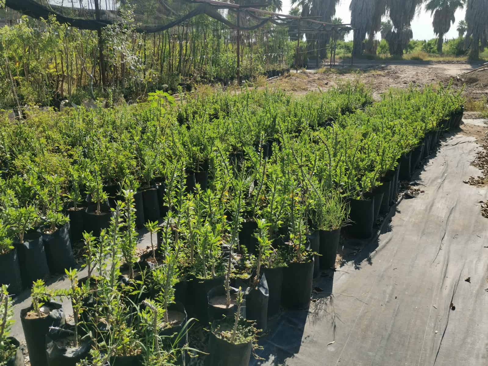 Donan árboles para un Cajeme más verde 