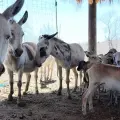 Rescate masivo en Sinaloa: Más de 200 animales trasladados a Mazatlán para huir de la violencia