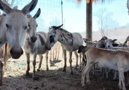 Rescate masivo en Sinaloa: Más de 200 animales trasladados a Mazatlán para huir de la violencia