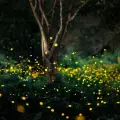 3 lugares en donde puedes ver luciérnagas en México. ¿Cuál es la mejor temporada? | VIDEOS