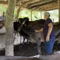 México y Estados Unidos acuerdan medidas para reanudar exportación de ganado