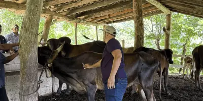 México y Estados Unidos acuerdan medidas para reanudar exportación de ganado