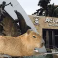 ¿Cuándo llegan los capibaras al Acuario de Mazatlán? Se construye para ellos un nuevo hábitat