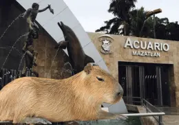 ¿Cuándo llegan los capibaras al Acuario de Mazatlán? Se construye para ellos un nuevo hábitat