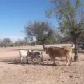 Ganaderos del sur de Sonora advierten mortandad de ganado en junio