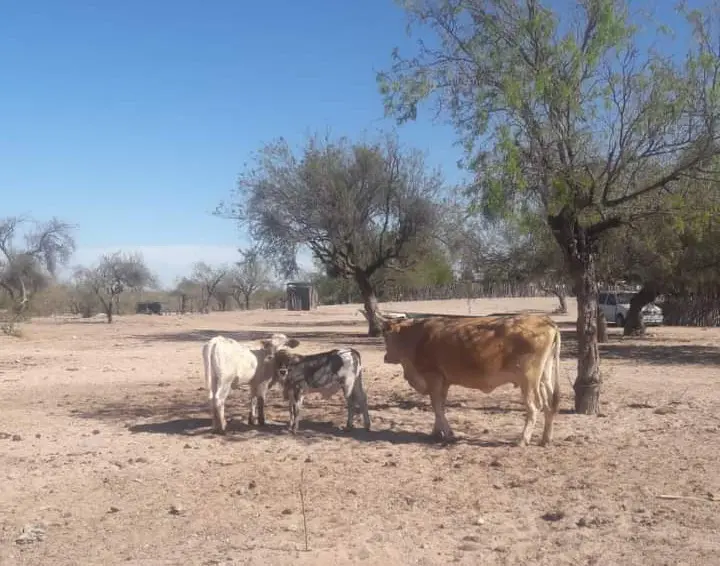 Ganaderos del sur de Sonora advierten mortandad de ganado en junio