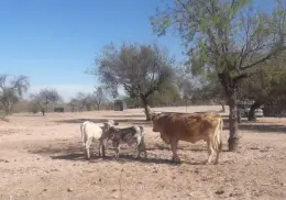 Ganaderos del sur de Sonora advierten mortandad de ganado en junio