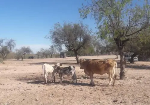 Ganaderos del sur de Sonora advierten mortandad de ganado en junio