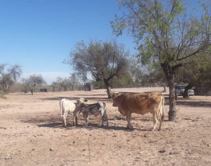 Ganaderos del sur de Sonora advierten mortandad de ganado en junio