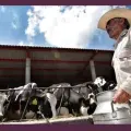 Día Mundial de la Leche: Sus beneficios y la importancia de consumir lácteos