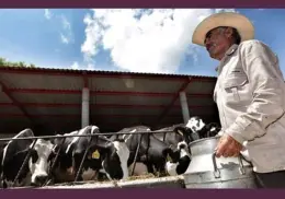 Día Mundial de la Leche: Sus beneficios y la importancia de consumir lácteos