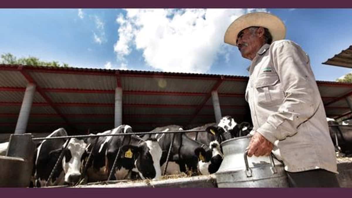 Día Mundial de la Leche: Sus beneficios y la importancia de consumir lácteos