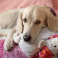 Embarazo psicológico en perros: qué es y cómo identificarlo