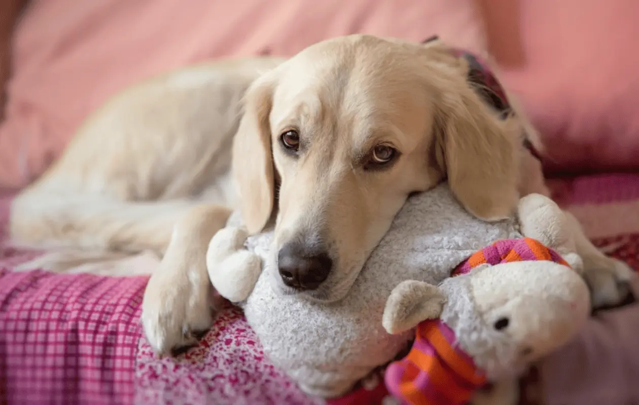 Las hormonas preparan al cuerpo de los animales para la maternidad.