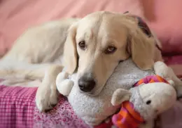 Embarazo psicológico en perros: qué es y cómo identificarlo