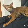 ¿Cómo es el gato Abisinio, la exótica mascota de Luis Fernando Peña del que solo hay tres en México?