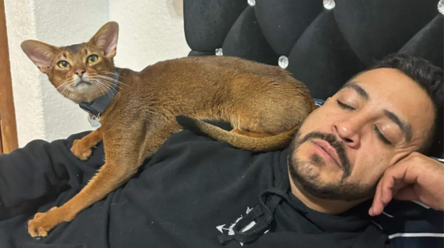 ¿Cómo es el gato Abisinio, la exótica mascota de Luis Fernando Peña del que solo hay tres en México?