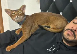 ¿Cómo es el gato Abisinio, la exótica mascota de Luis Fernando Peña del que solo hay tres en México?