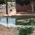 Tras lluvias en Cajeme, aparecen más moscos