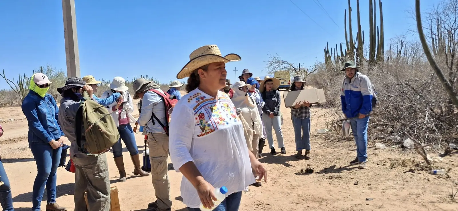 Investigan escasez de la pitahaya en el sur de Sonora