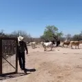 Alienta a ganaderos del Mayo lluvia reciente