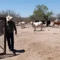 Alienta a ganaderos del Mayo lluvia reciente