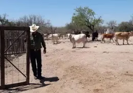 Alienta a ganaderos del Mayo lluvia reciente