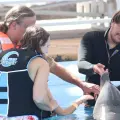 Delfinario de Sonora abre convocatoria para terapias
